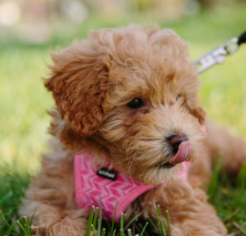 Cockapoo Puppies For Sale - Florida Fur Babies